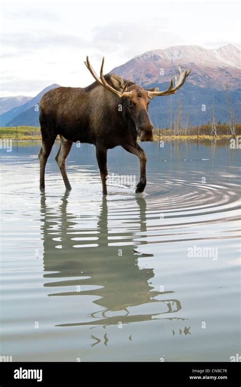 Bull Moose Hi Res Stock Photography And Images Alamy