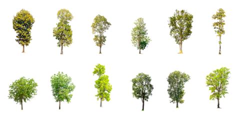 Collection Of Trees Png Vector Psd And Clipart With Transparent