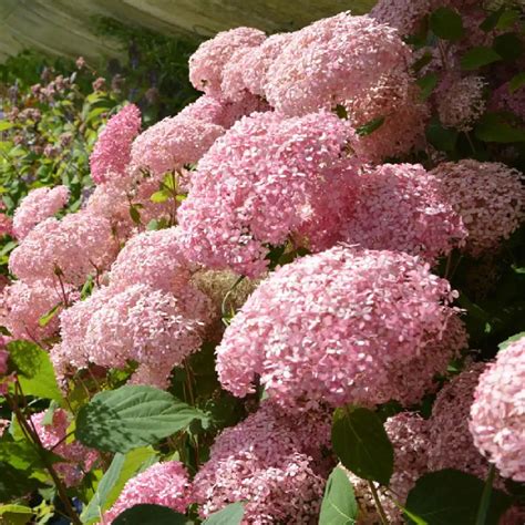 Hydrangea Arborescens Invincibelle Hortensia De Virginie