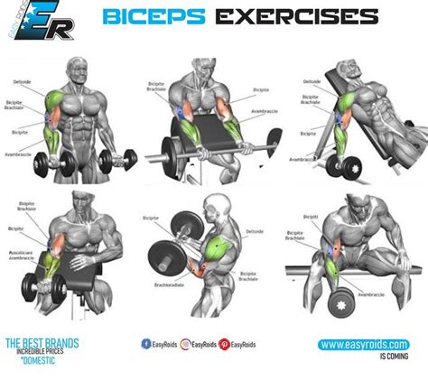 Get Great Biceps Best Bicep Workout Biceps Workout Workout Programs