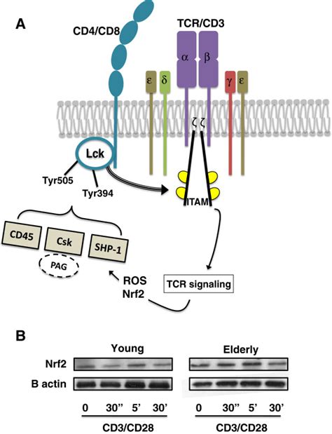 Lck Is A Central Node In The T Cell Receptor Signaling Pathway A