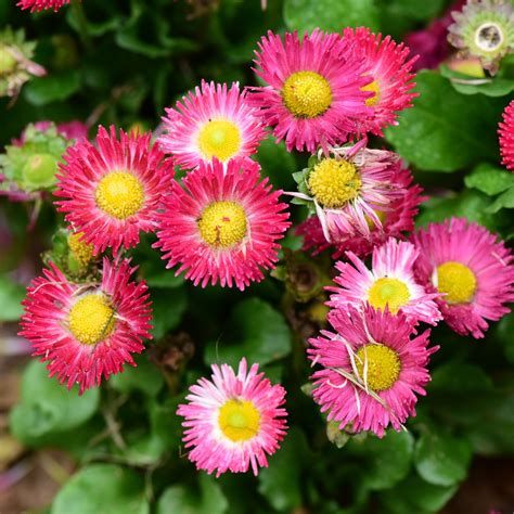 Common Daisy Bellis Perennis PictureThis