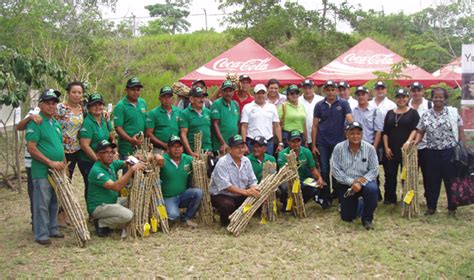 Nuevas Variedades élites De Yuca En Colombia