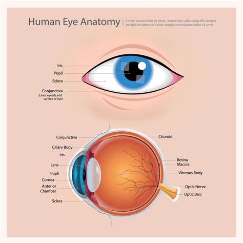 Ilustración de vector de anatomía del ojo humano 2441653 Vector en Vecteezy