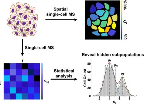 Single‐cell Metabolomics By Mass Spectrometry Opportunities And