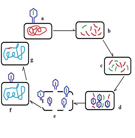 Transduction In Bacterial Cells Definition Genetics And Steps