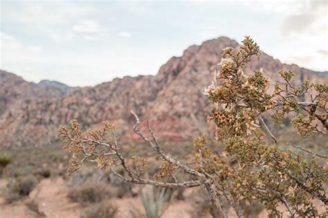 Red Rock Canyon Hiking Guide The Most Scenic Trail In Las Vegas