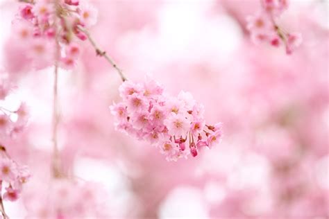 🔥 [40+] Pink Cherry Blossom Wallpapers | WallpaperSafari