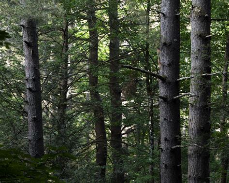 Mohawk Trail State Forest — Gathering Growth