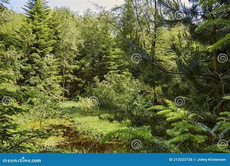 Large Forest with Bushes and Different Types of Trees Stock Photo ...