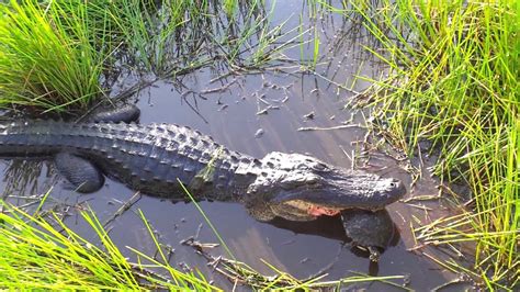 Alligator Attempts To Eat Turtle 1 Youtube