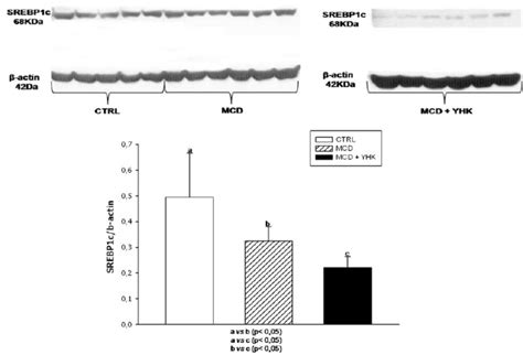 Hepatic Sterol Regulatory Element Binding Protein 1c SREBP 1c