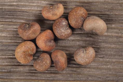 Baobab tree seeds stock photo. Image of food, horizontal - 53933376