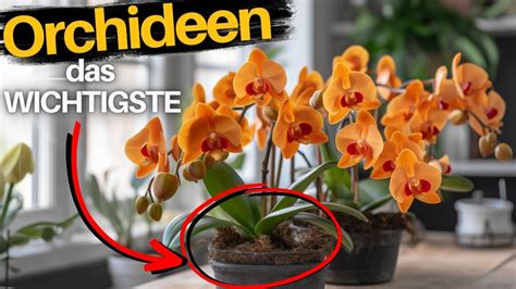 Orchideen umtopfen und richtig pflegen Zimmerpflanzen Tipps für