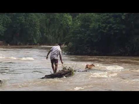 CACHORRO JOGADO DENTRO DO RIO ITAPEMIRIM YouTube