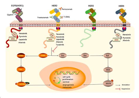 Figure From The Role Of Irreversible Pan Her Tyrosine Kinase