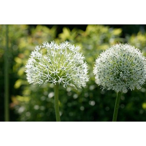 Allium Mount Everest Bol Deoosteindeonline Nl