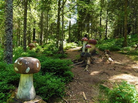 Free photo: mushroom forest, mushrooms, wood, fairy tale forest, fly ...