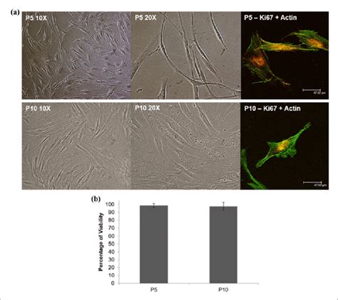 (a) Representative phase-contrast light microscopy and confocal ...