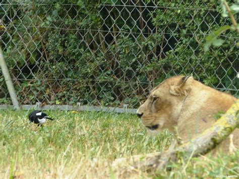 Les Lions Et La Pie Au Zoo Des Sables