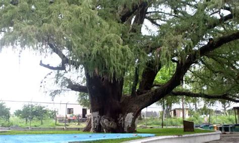 Ahuehuete Todo Sobre Este Árbol Originario De MÉxico