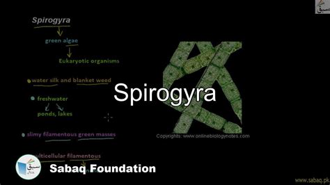 Spirogyra Biology Lecture Sabaqpk Youtube