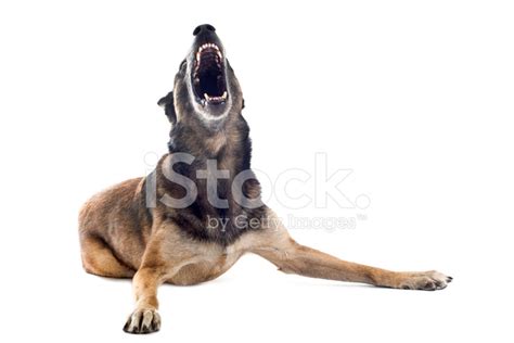 Angry Malinois Stock Photo | Royalty-Free | FreeImages