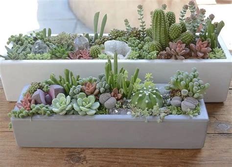 20+ Succulent Indoor Plant Ideas