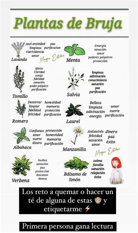 The Spanish Language Poster Shows Plants And Their Names