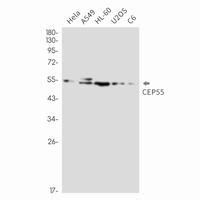 Cep Rabbit Mab Neweast Biosciences Gtpase Oncogene And Bioactive