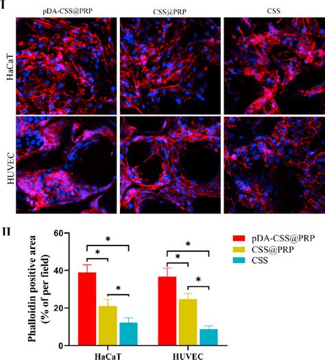 Cell Adhesion And Proliferation In Vitro I Immunofluorescence