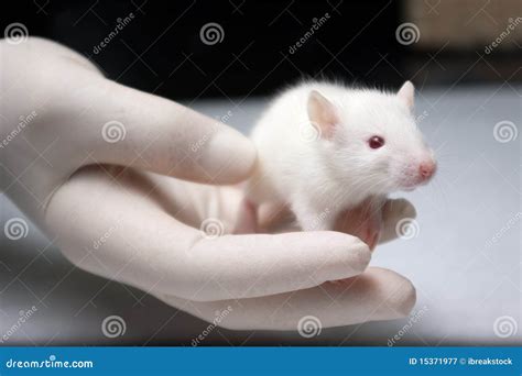 Baby Albino Rat Held In Hand With A Glove Stock Image Image Of Open