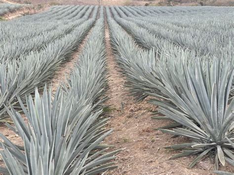 Maguey Espadin Para Siembra Venta De Maguey De Oaxaca