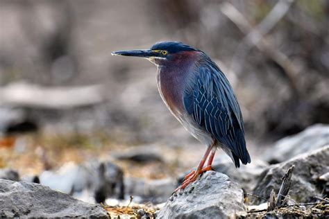 There Are 8 Different Types Of Herons Found In Nebraska Nature Blog