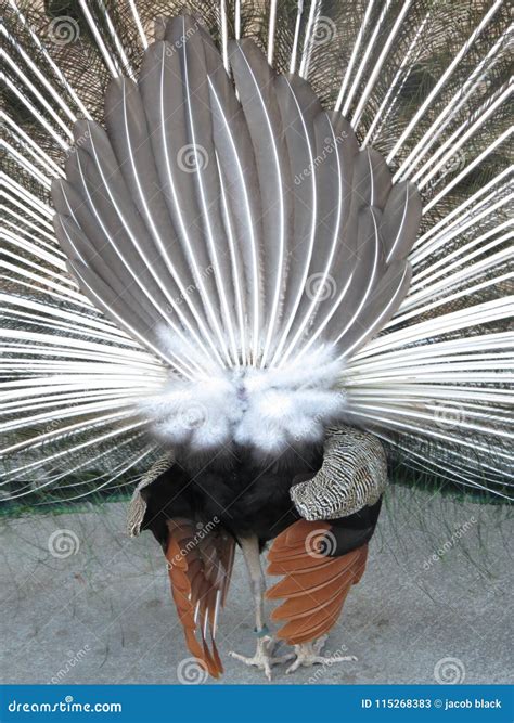 Peacock Rear Stock Image Image Of Rear Peacock Bird 115268383