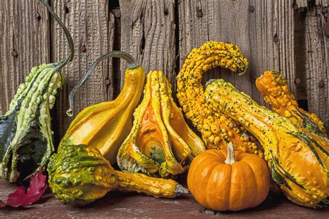 Remarkable Gourds | Milford Living Magazine