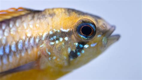 Steckbrief Apistogramma Agassizii