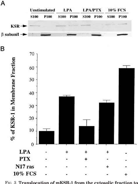 Ksr Binds To G Protein Subunits And Inhibits Induced Mitogen