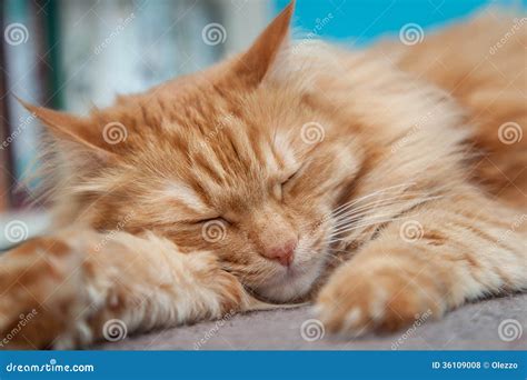 Charming Fluffy Ginger Cat Stock Photo Image Of Beautiful 36109008