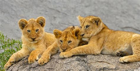 Safari to Lake Manyara National Park- Africa Adventure Vacations