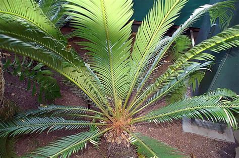 Expert Tips To Grow And Care For Sago Palm Tree Plantly