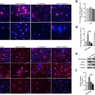 MiR 615 Promoted NSC Proliferation And Neuronal Differentiation In