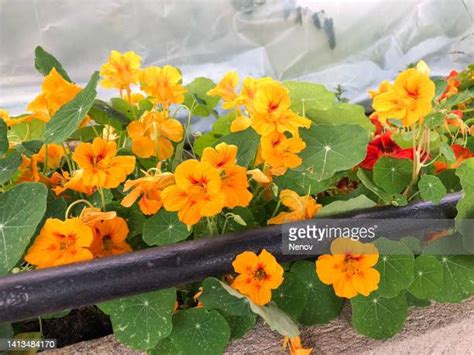 Yellow Nasturtiums Photos and Premium High Res Pictures - Getty Images