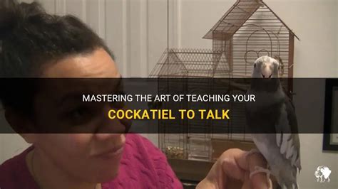 Mastering The Art Of Teaching Your Cockatiel To Talk | PetShun