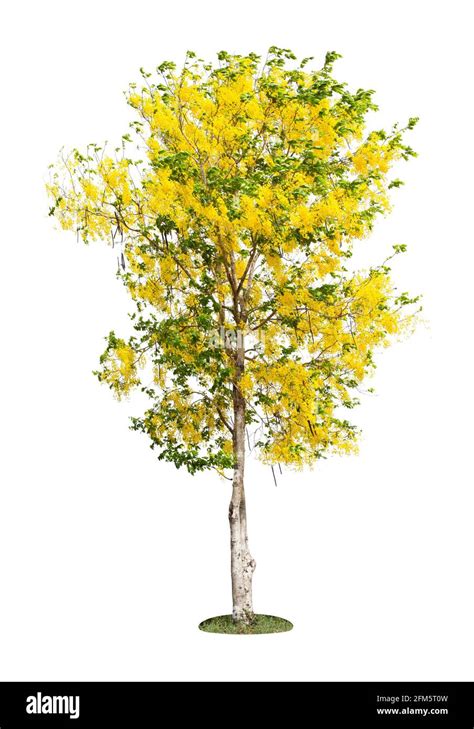 Cassia Fistula Png