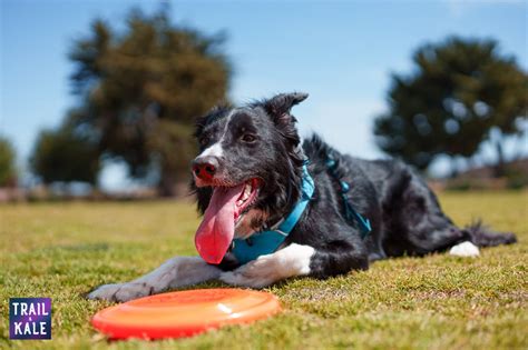 5 Best Dog Frisbees For Flying Disc Loving Dogs Border Collie