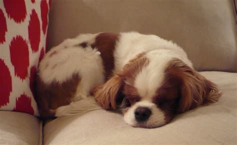 The Peak of Chic®: A Cavalier Attitude