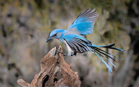 A Tally of New Mexico's Great Backyard Bird Count | Audubon Southwest