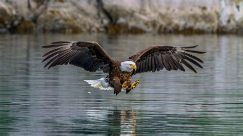 Bald Eagle Count Quadruples Thanks In Part To Ebird Data Boost Cals