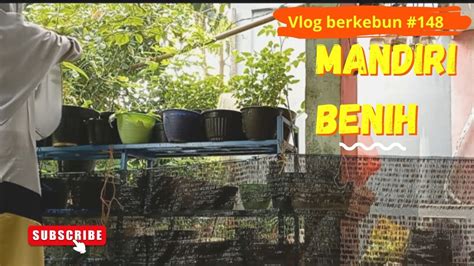 Hasilkan Benih Sayuran Sendiri Tidak Perlu Beli Lagi Kebundamaya